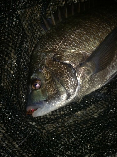 クロダイの釣果