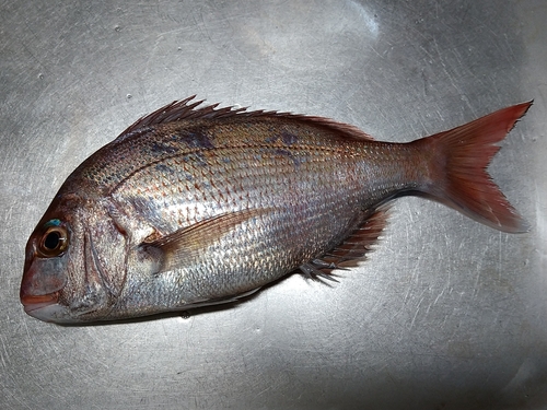 マダイの釣果