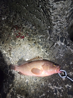 アコウの釣果