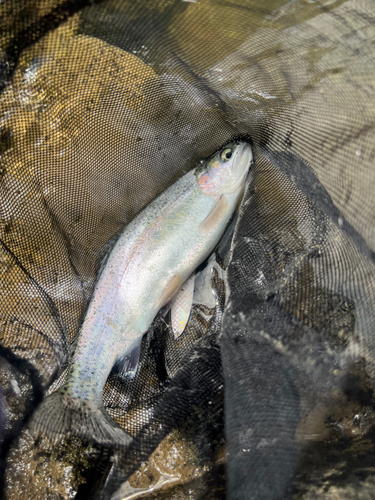 ニジマスの釣果