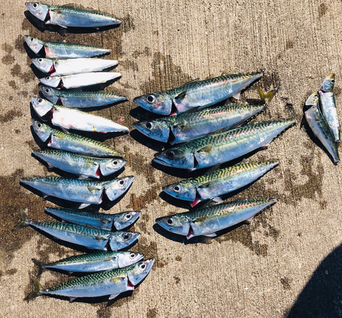 ゴマサバの釣果