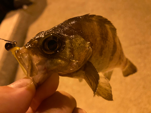 シロメバルの釣果