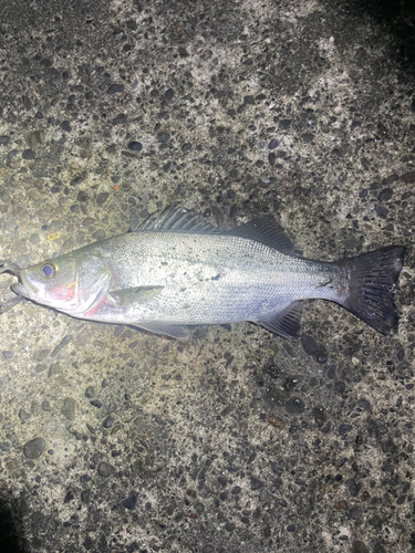 セイゴ（ヒラスズキ）の釣果