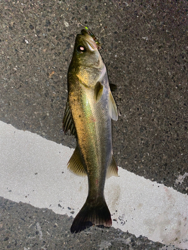 シーバスの釣果