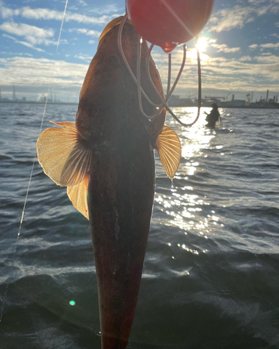 マゴチの釣果