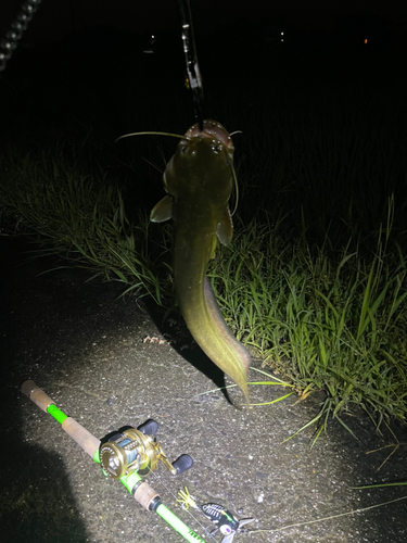 ナマズの釣果