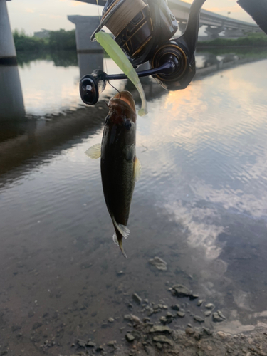 ラージマウスバスの釣果