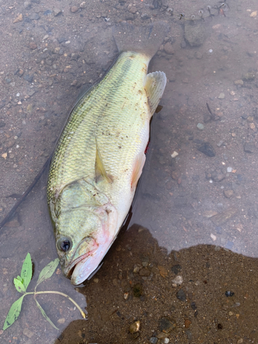 ラージマウスバスの釣果