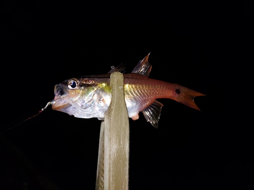 ネンブツダイの釣果