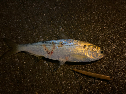 コノシロの釣果