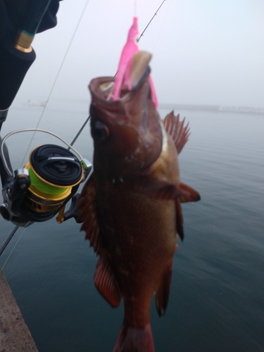 エゾメバルの釣果