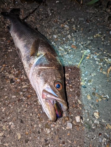 スズキの釣果