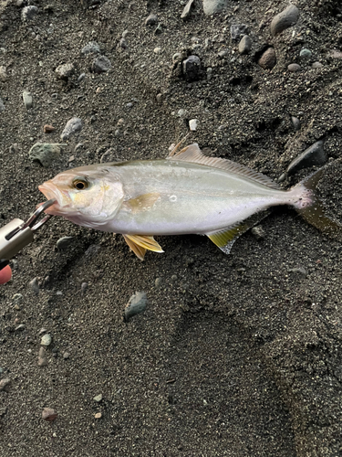 ショゴの釣果