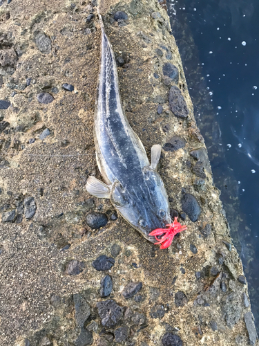 マゴチの釣果