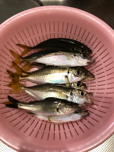 アジの釣果