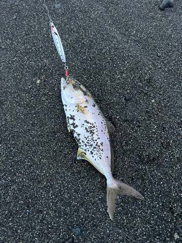 ショゴの釣果