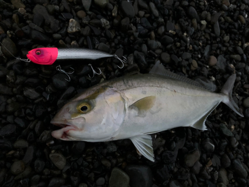 ショゴの釣果