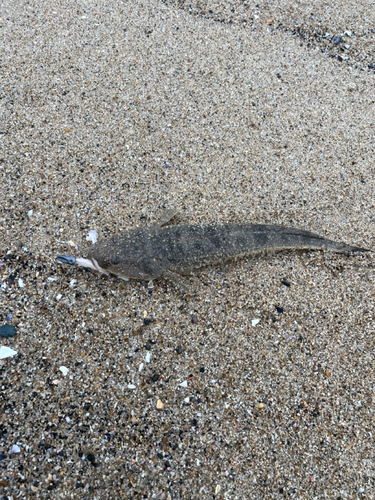 マゴチの釣果