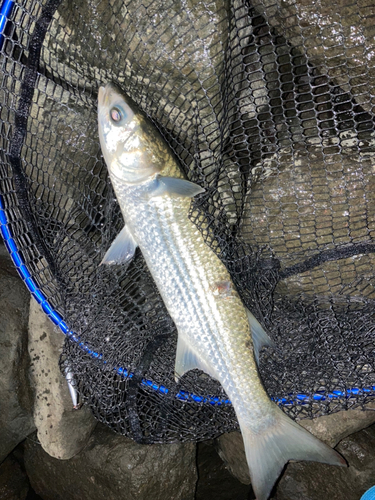 ニゴイの釣果