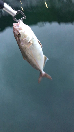 ショゴの釣果