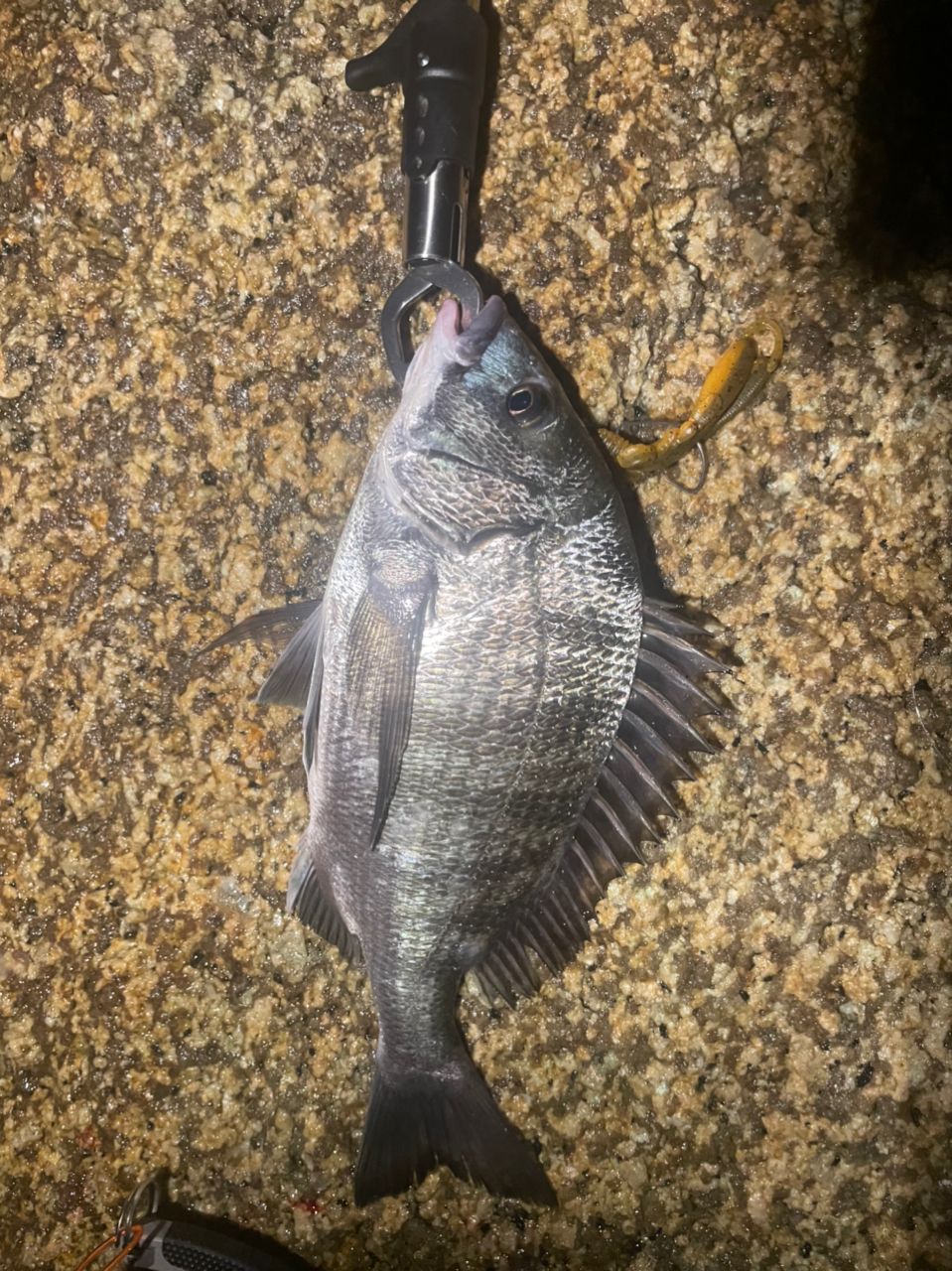 アコウ