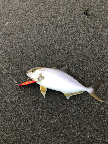 ショゴの釣果