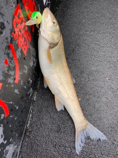 ウグイの釣果