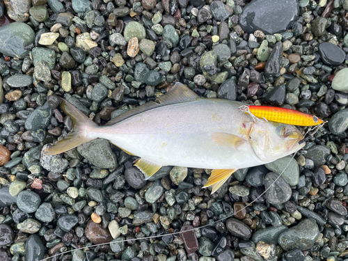 ショゴの釣果