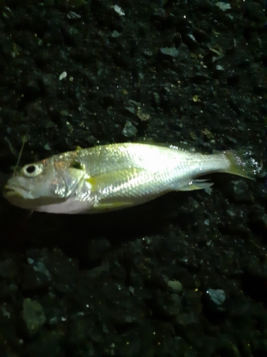 イシモチの釣果