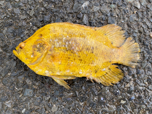 マツダイの釣果