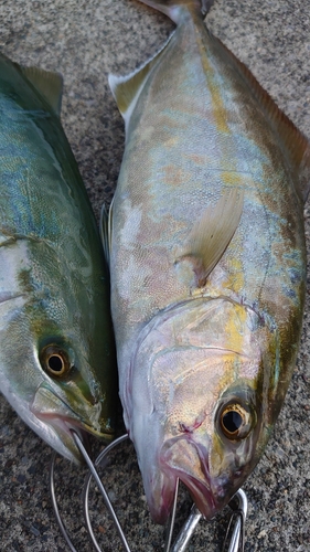 ショッコの釣果