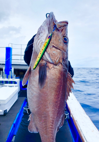 アラの釣果