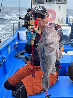 クロソイの釣果