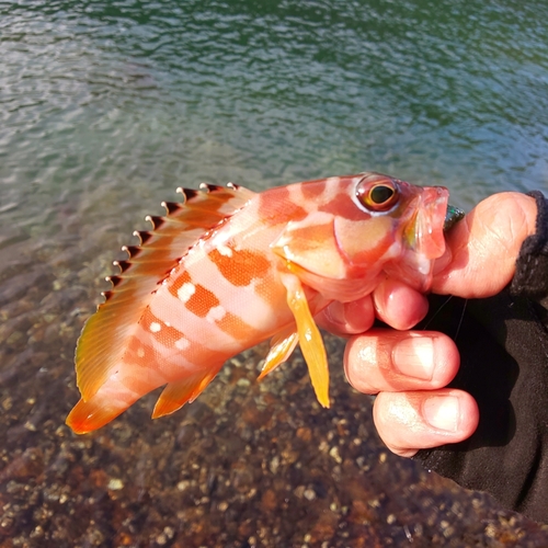 アカハタの釣果