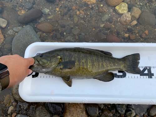 スモールマウスバスの釣果