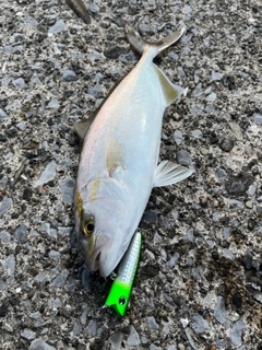 ショゴの釣果