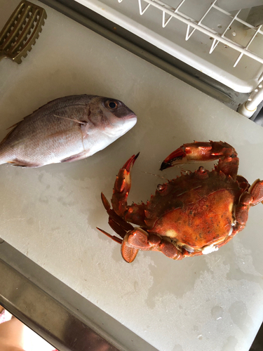 カニの釣果