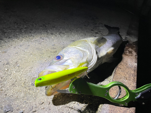 シーバスの釣果