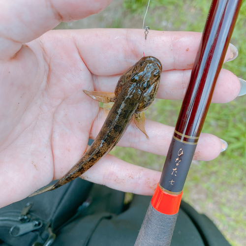 マハゼの釣果