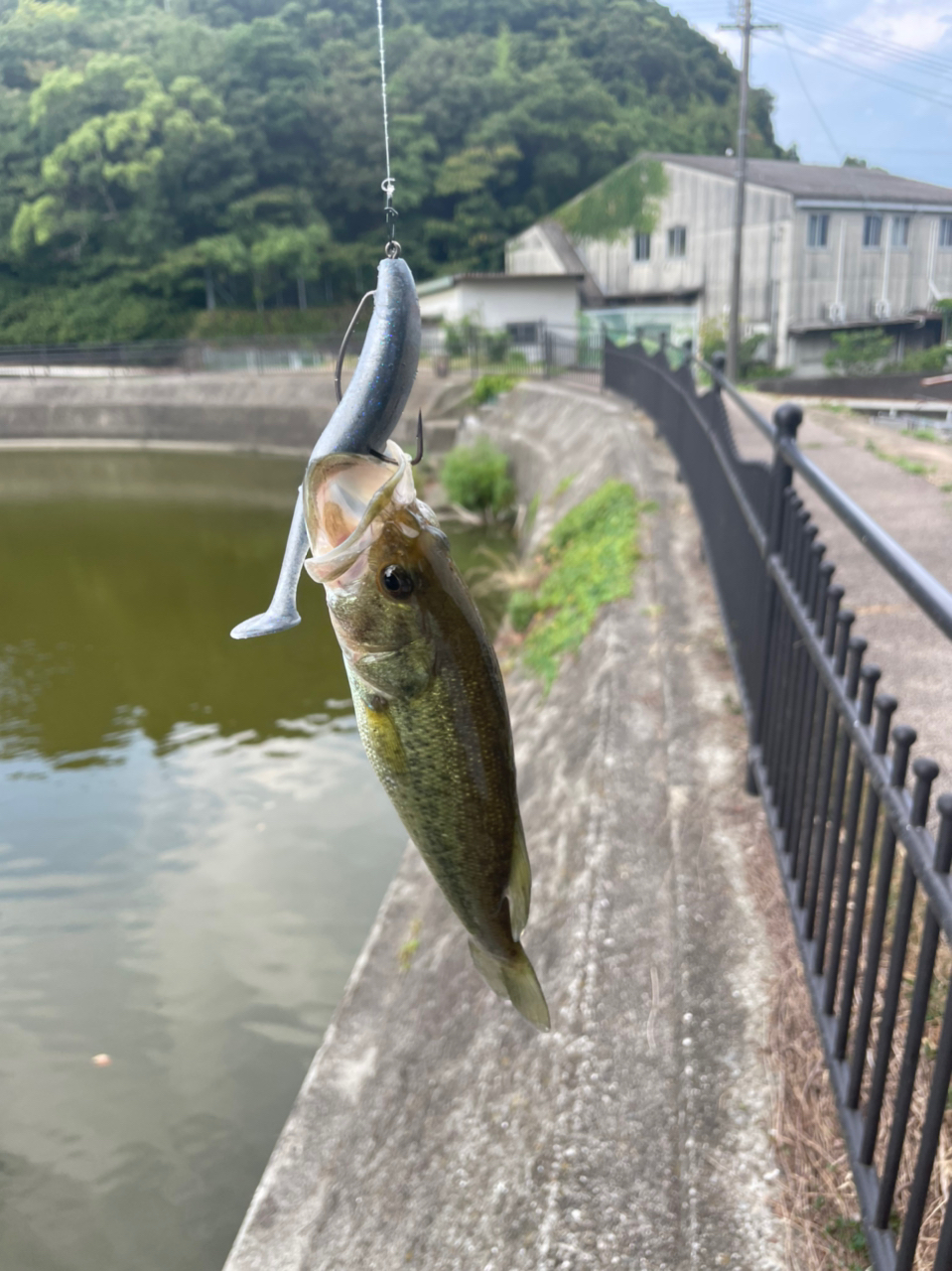 ブラックバス