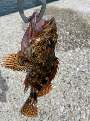 カサゴの釣果