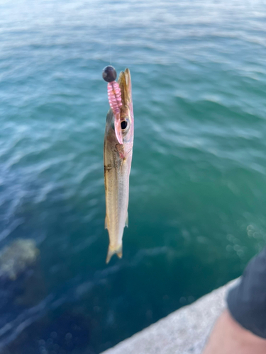 カマスの釣果