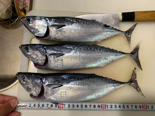 ヒラソウダの釣果