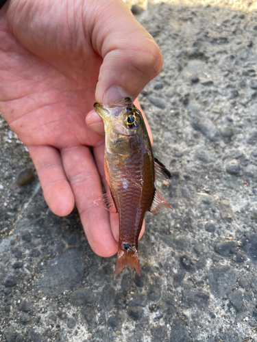 クロホシイシモチの釣果