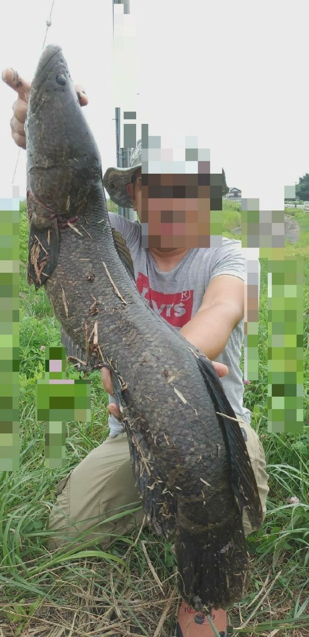 DAIWA 16ブラックレーベル XP 81SHの最安値・インプレ・釣果 | 本音の