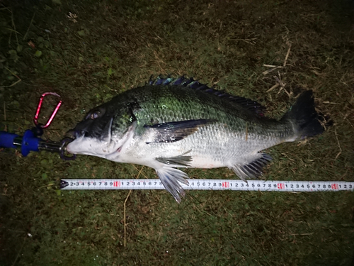 チヌの釣果