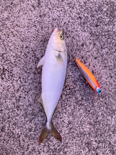 ワカシの釣果