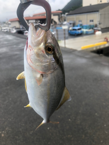 ショゴの釣果