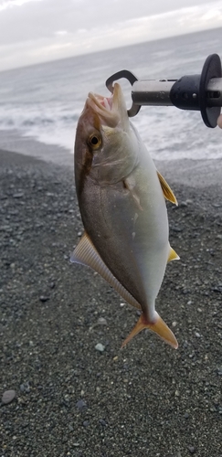 ショゴの釣果