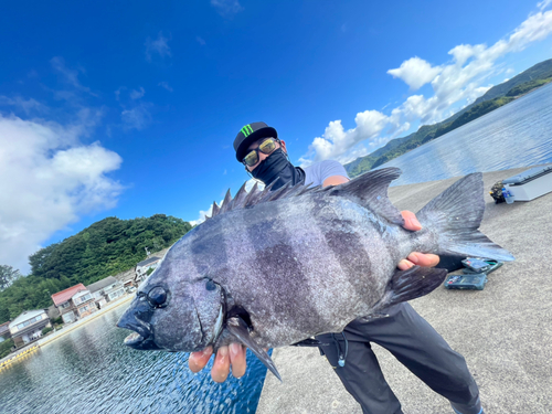 イシダイの釣果